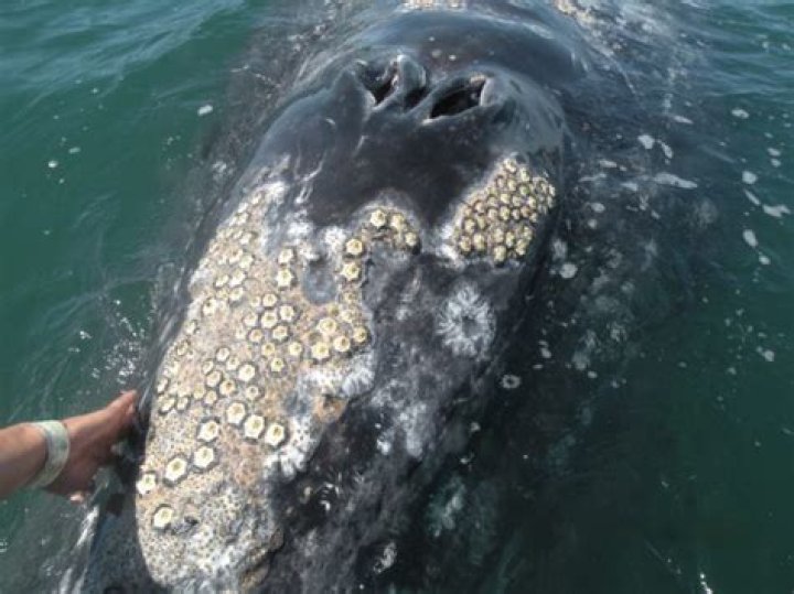 do barnacles hurt whales