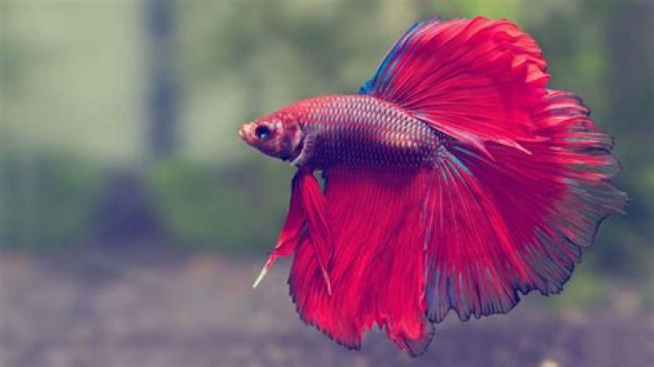 do betta fish get lonely