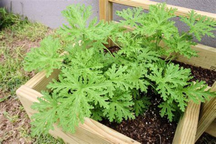 Do citronella plant come back every year? check this out | citronella plant annual or perennial