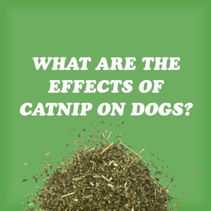 do dogs like catnip