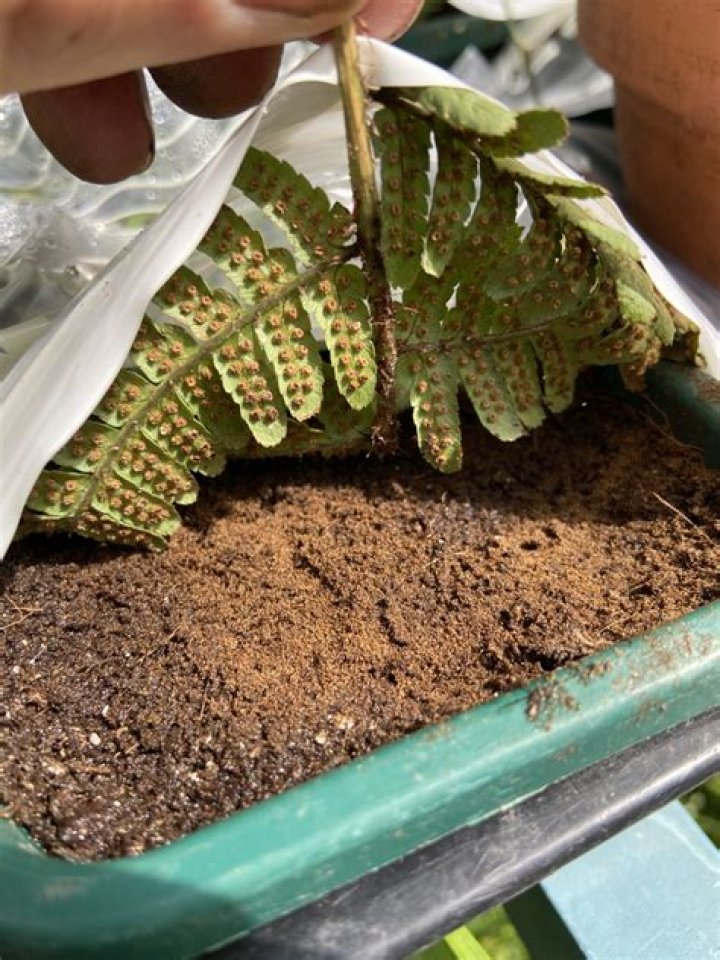 do ferns have seeds