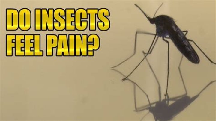 do flies feel pain