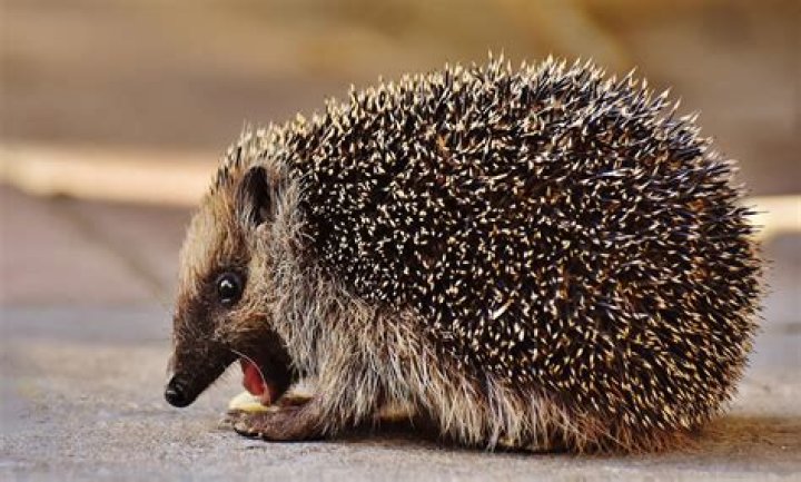 do hedgehogs bite