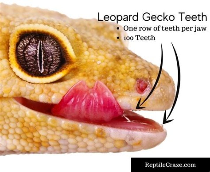 do leopard geckos have teeth