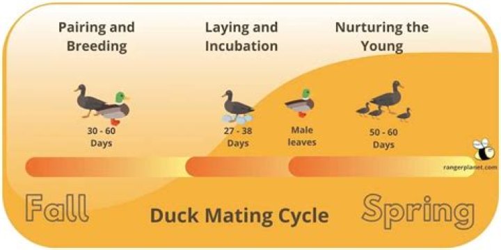 do mallard ducks mate for life