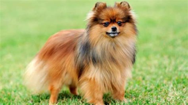 do pomeranians shed a lot