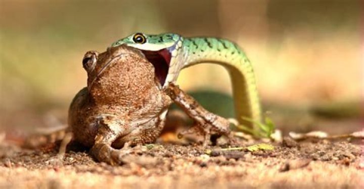 do snakes eat frogs