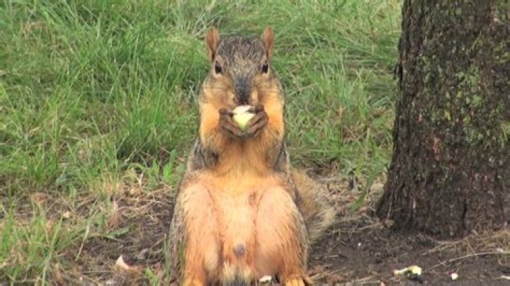 do squirrels eat acorns