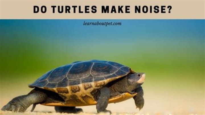 do turtles make noise
