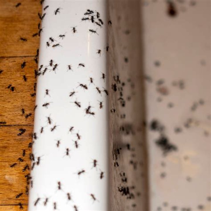 does salt kill ants