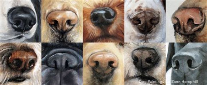 dog nose prints