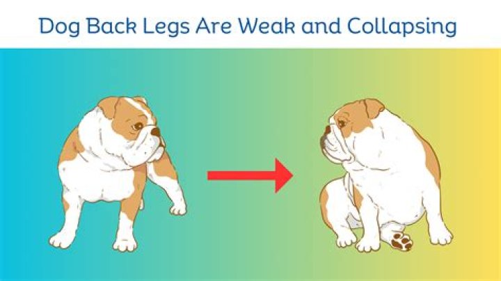 dogs back legs not working
