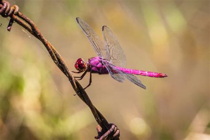 dragonfly colors