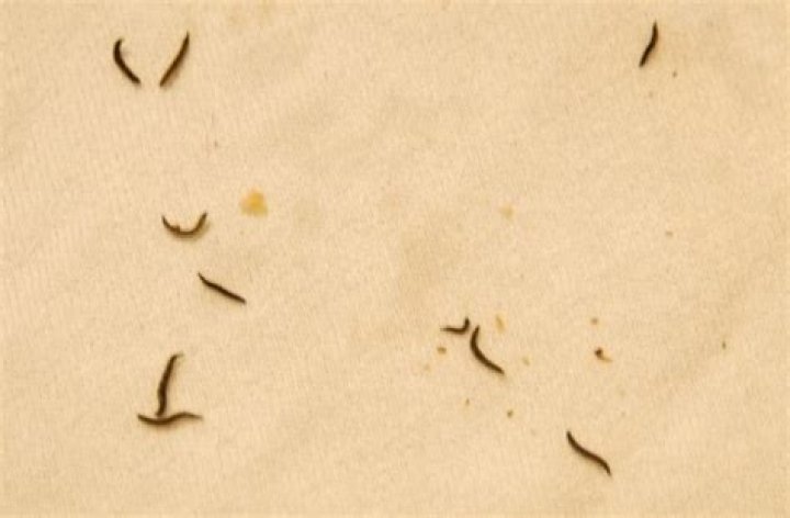 drain fly larvae worms