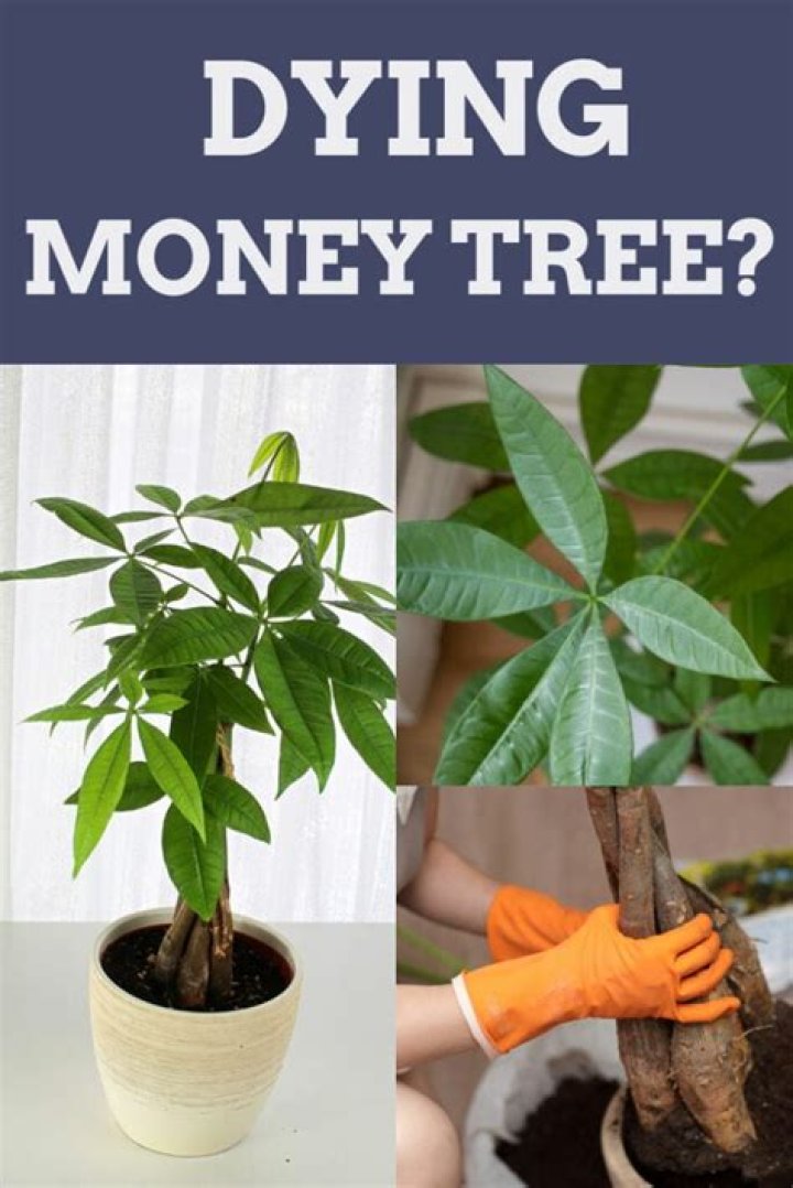 dying money tree