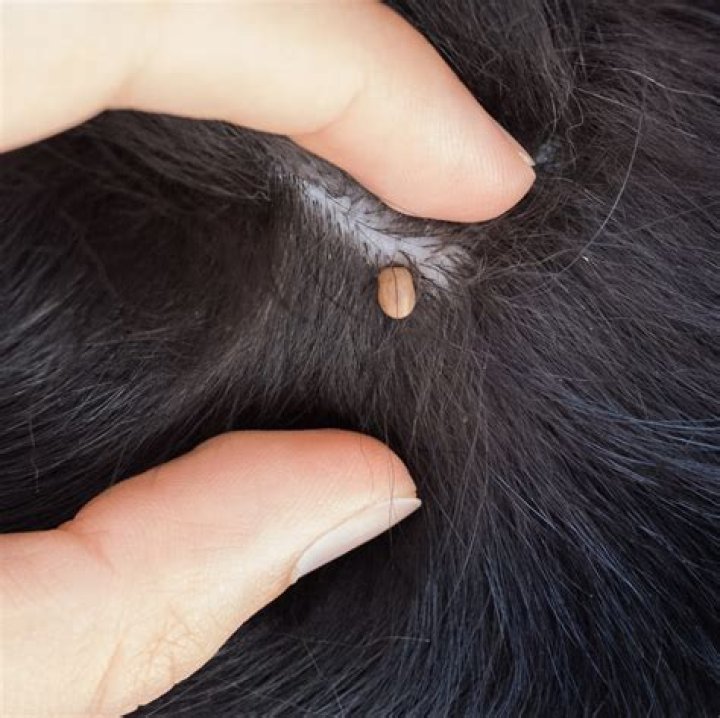 engorged tick on dog