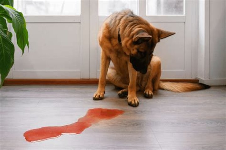 female dog peeing blood