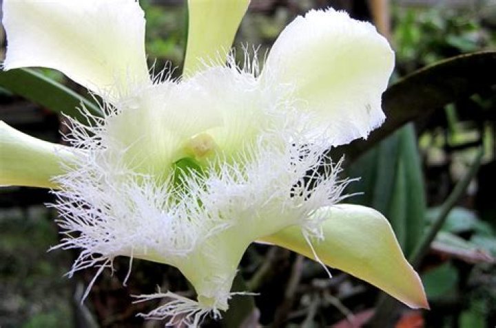 flor nacional de honduras