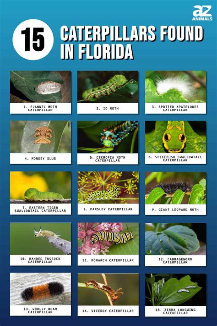 florida caterpillars that sting
