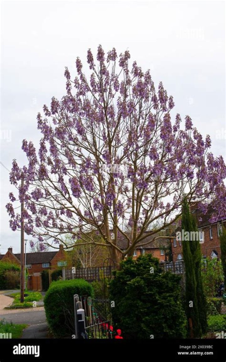 foxglove tree