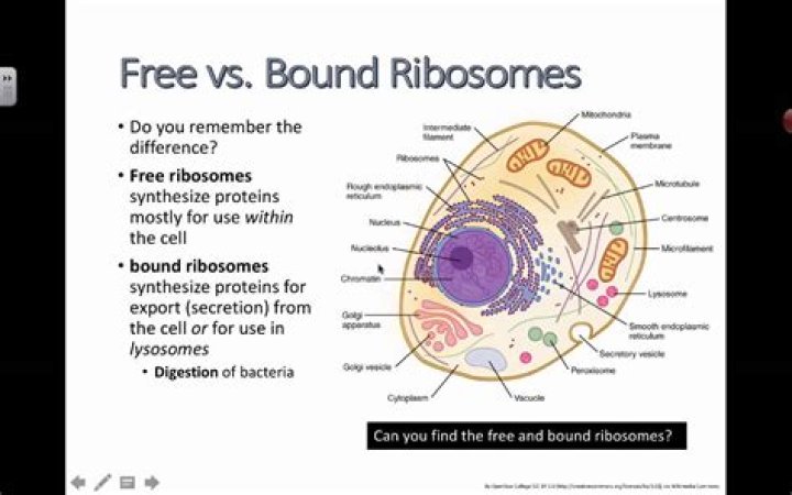 free ribosomes