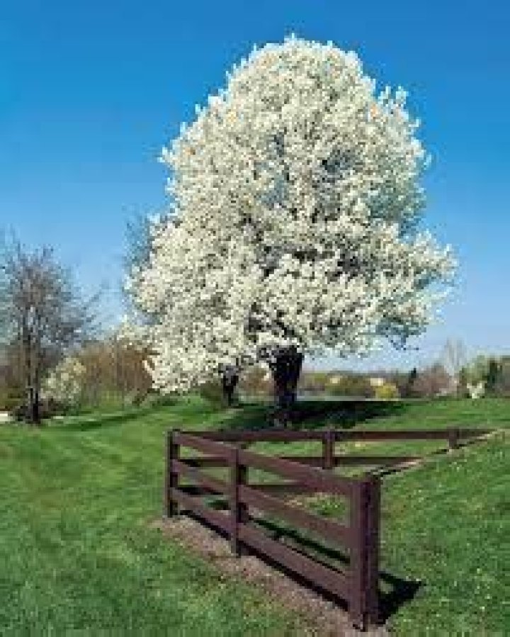 fruitless pear tree