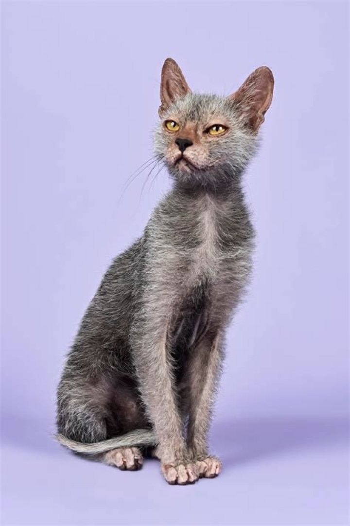 full grown lykoi cat