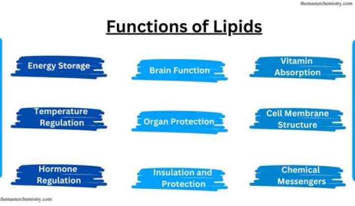 functions of lipids