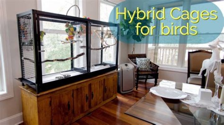 glass bird cage