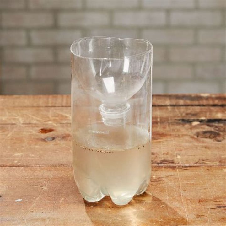 gnat trap apple cider vinegar