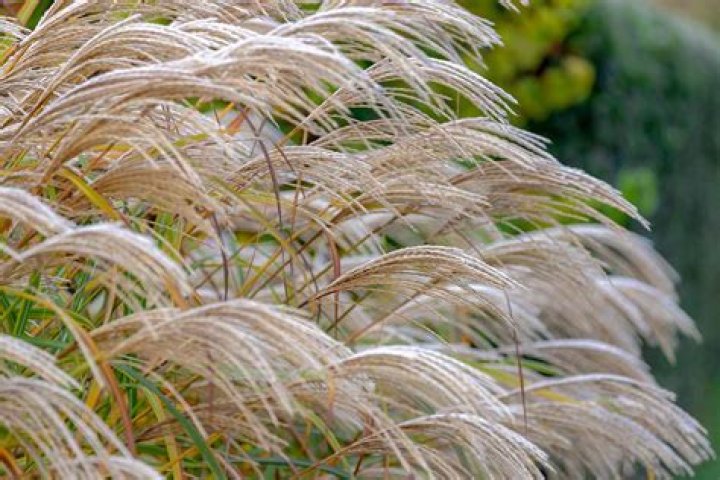 grass plumes