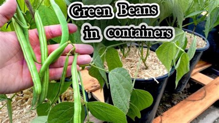 growing green beans in containers