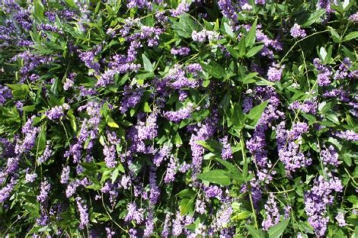 hardenbergia