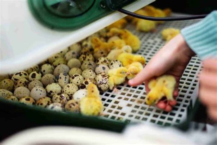 hatching quail eggs