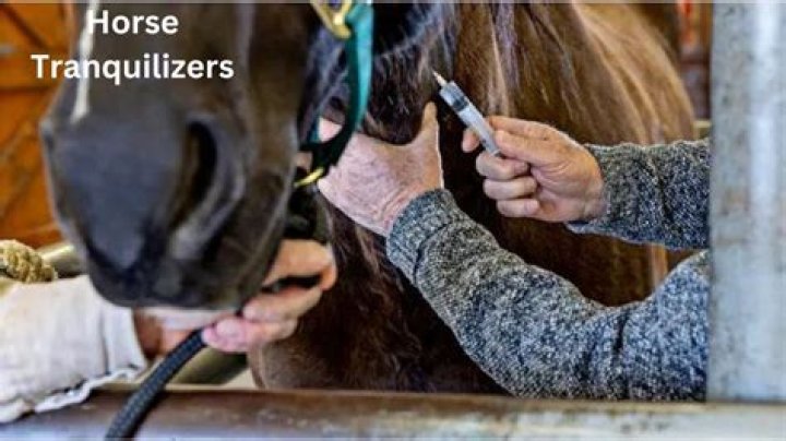horse tranquilizer for humans