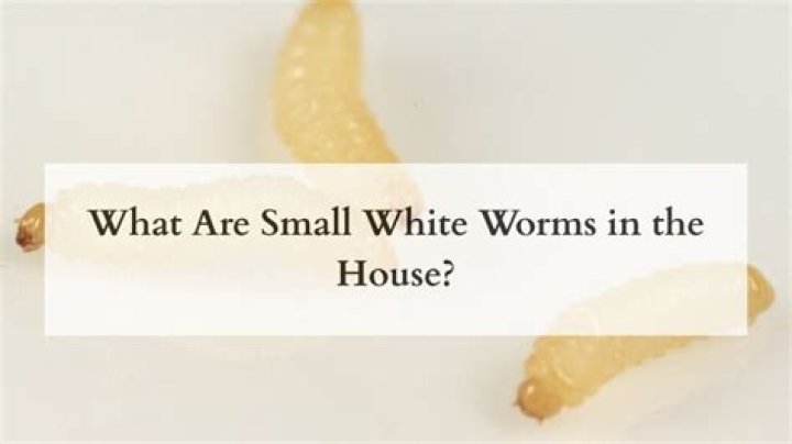 How do I get rid of white worms in my house? check this out | white worms in house