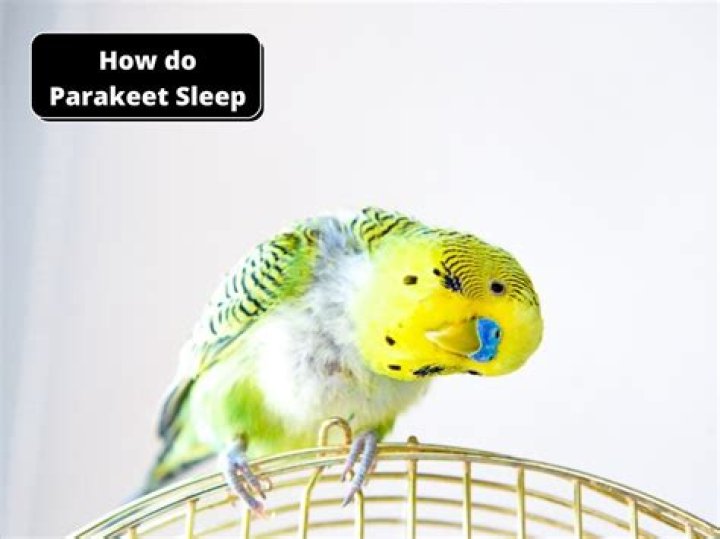 how do parakeet sleep