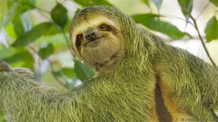 how do sloths protect themselves