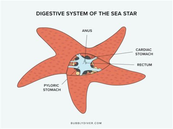 how do starfish eat