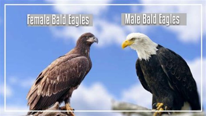 How do you tell the difference between male and female eagles? check this out | do female eagles have whiteheads