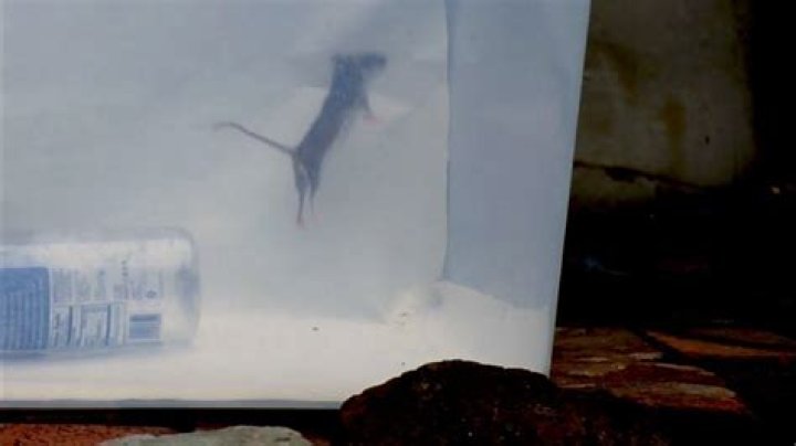 how high can mice jump