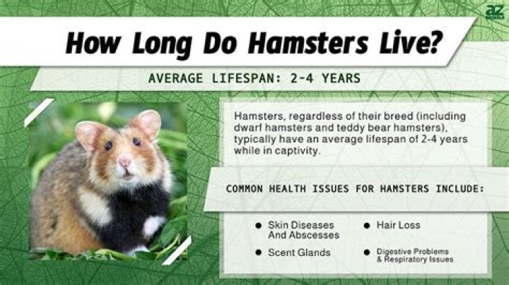 how long do teddy bear hamsters live