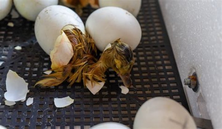 how long does it take duck eggs to hatch