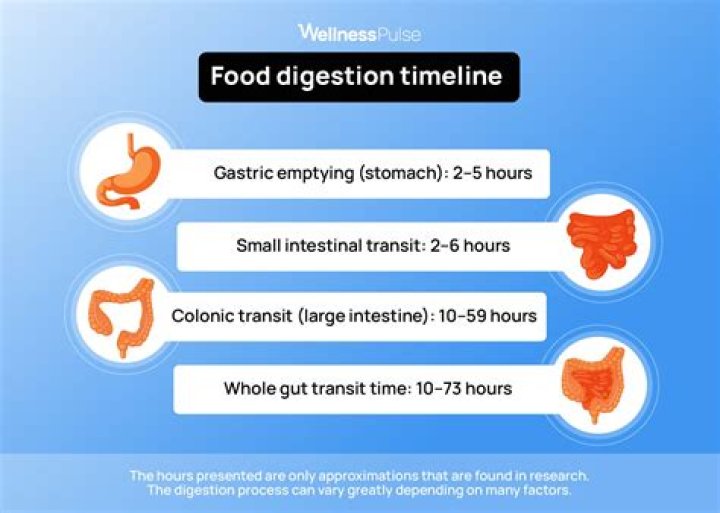 how long does it take to digest meat