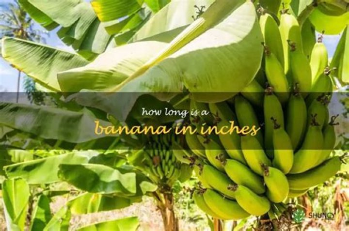 how long is a banana