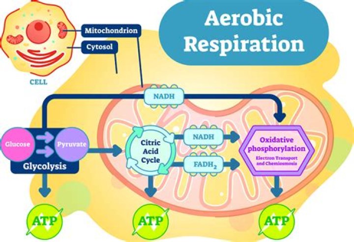 how many atp are produced in aerobic respiration