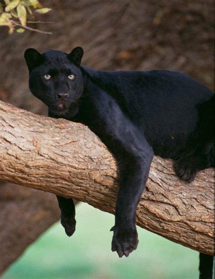 how many black panthers are left in the world