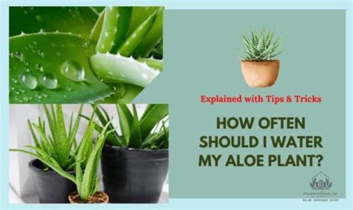 how often should i water my aloe plant