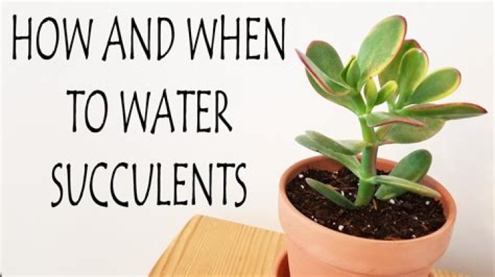 how often should i water succulents