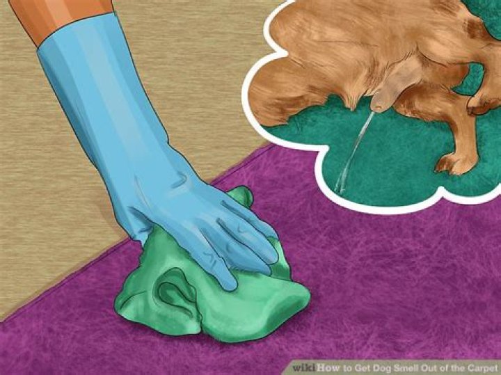 how to get dog smell out of carpet